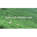 China Grüner Tee spezielle Chunmee 41022 für den afrikanischen Markt, EU